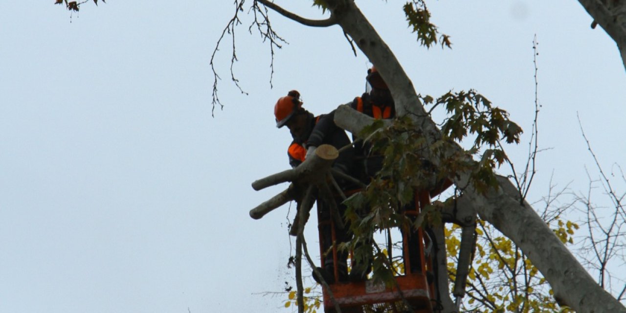 Asırlık Çınar Ağaçlarına Önce Tomografi Sonra Budama