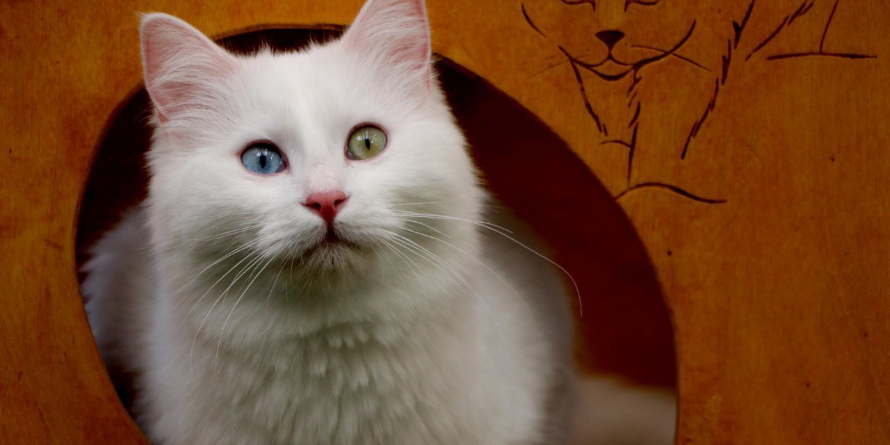 Van kedileri bu yıl 145 yavru verdi