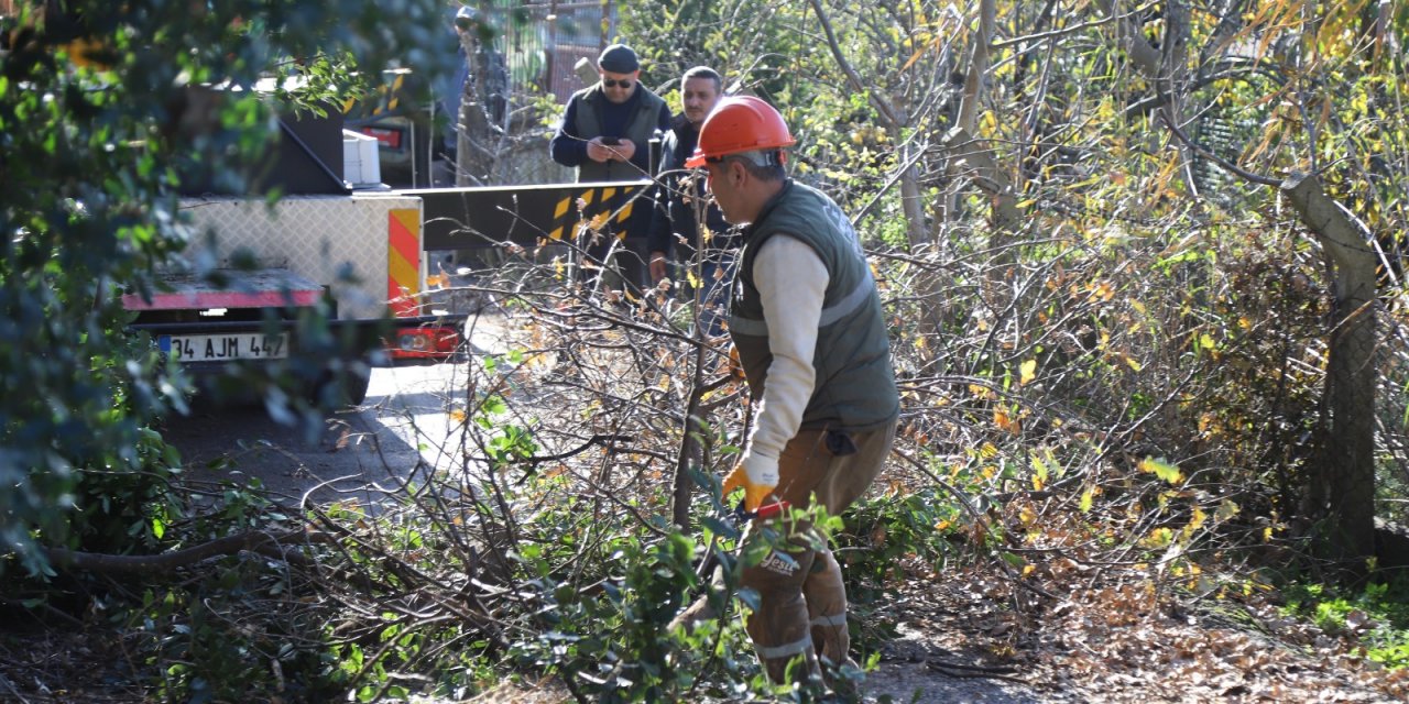 Kartal’da, Asırlık Ağaçlara Özel Bakım