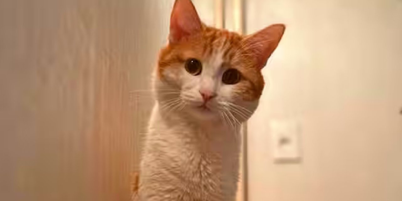 Ertuğrul Özkök yazdı: Kirov Ekspresinde Cinayet: Twix ve demokrasiyi kim öldürdü?