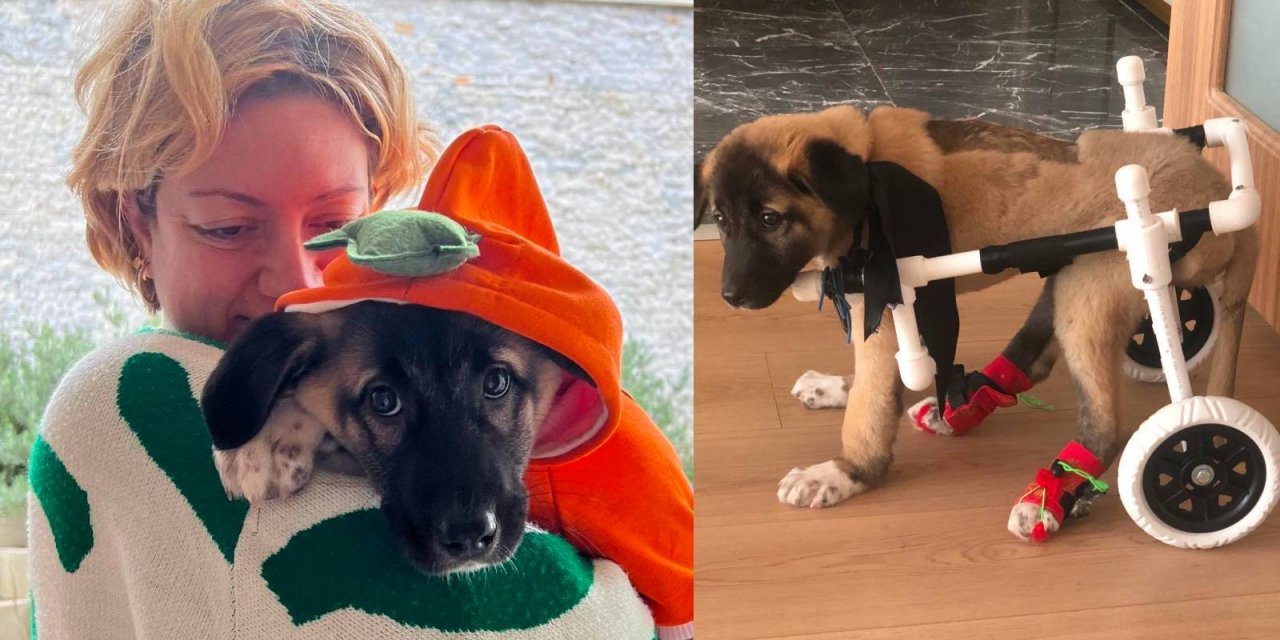 Ertuğrul Özkök: Havuç kafa P. Yonca’nın 25 Aralık günü başlayan ayakta kalma savaşı