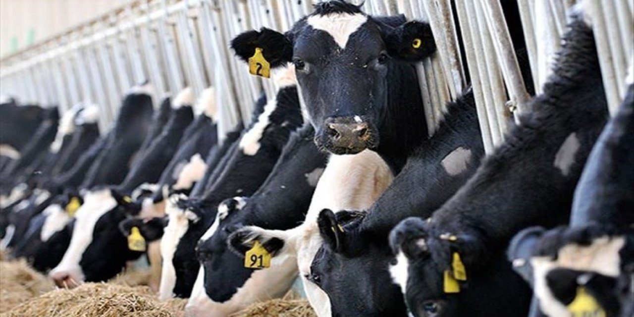 Bakan Yumaklı 5 yıl uygulanacak hayvancılık yol haritasını açıkladı