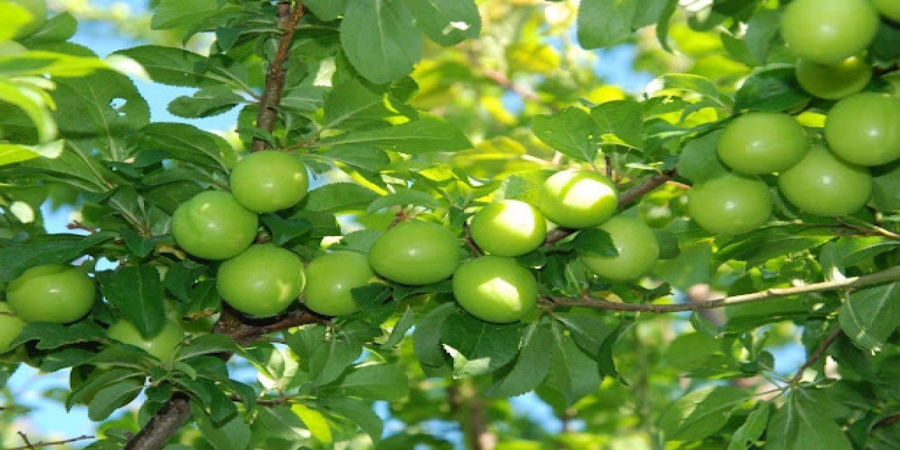 İlk hasadı yapıldı, fiyatı dudak uçuklatıyor: Arap şeyhleri sipariş veriyor