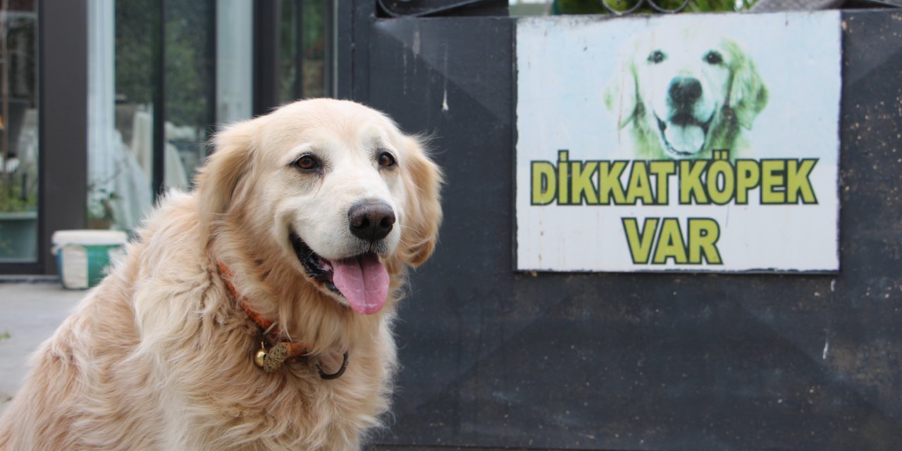 Köpek Kont'un sahibine 285 bin ceza