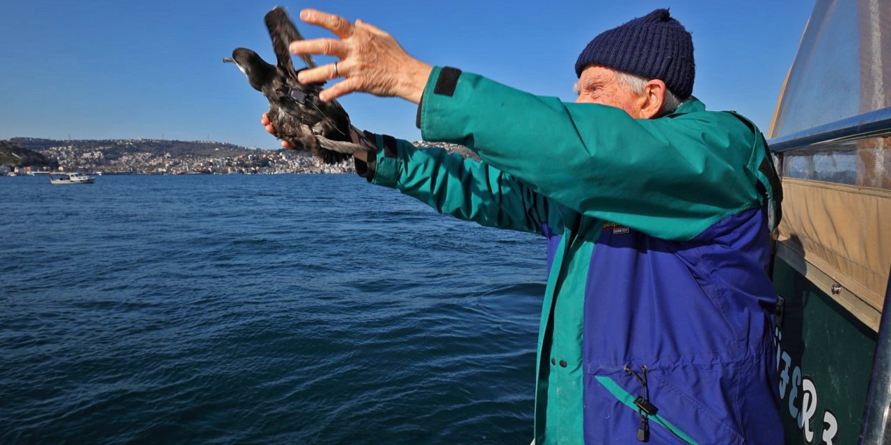 İstanbul'da nesli tükenen yelkovan kuşlarına uydu vericili takip