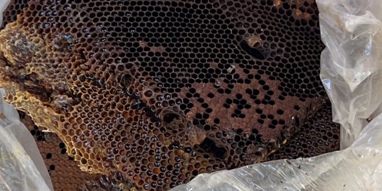 Odasında canavar olduğunu söyleyen çocuğun duvarından 55 bin arı çıktı