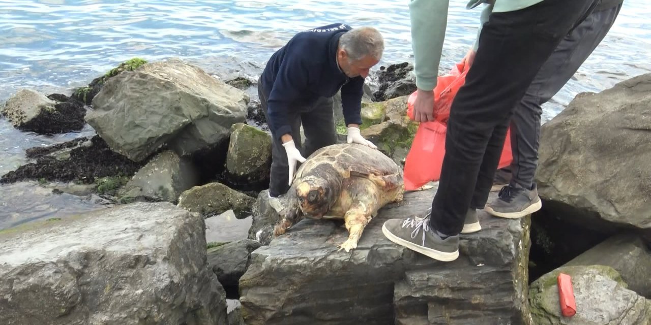 Avcılar'da ölü Caretta Caretta bulundu