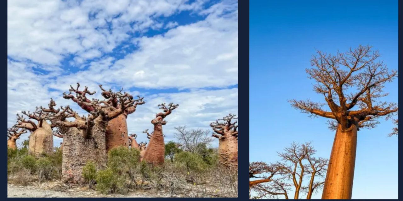 Antik hayat ağacının gizemi çözüldü
