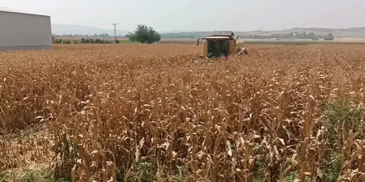 Çiftçilere 30 milyon 54 bin lira tarımsal destekleme ödemesi yapılacak