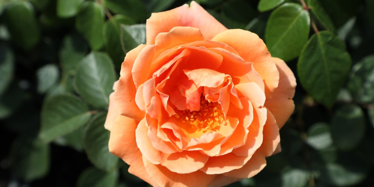 İstanbul 33 Çeşit Gülle Renklenecek