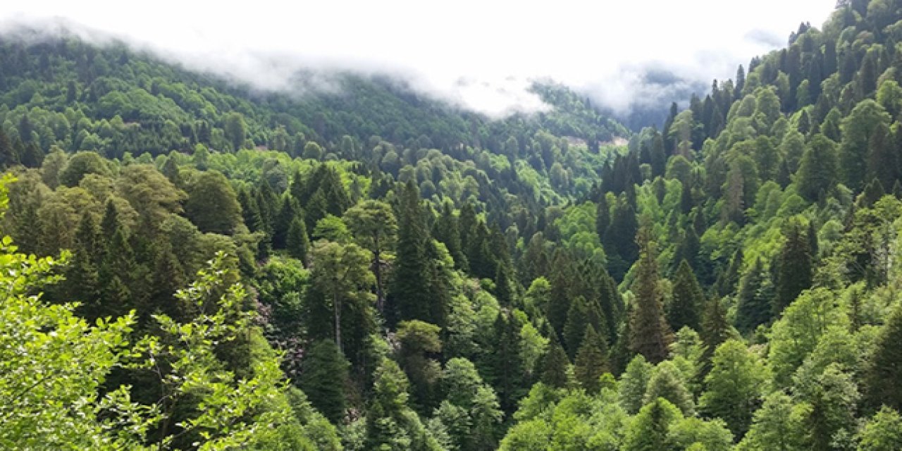 Ankara'da ormanlara giriş yasağı