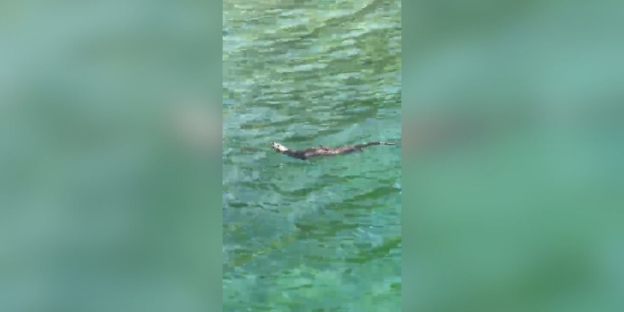 Beykoz sahilde su samuru görüldü