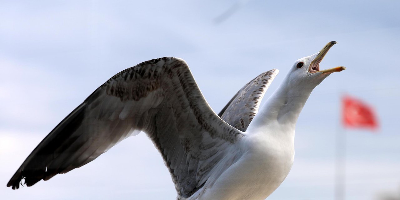 İngiltere'de posta idaresinden gecikme özrü: Martılar yüzünden...