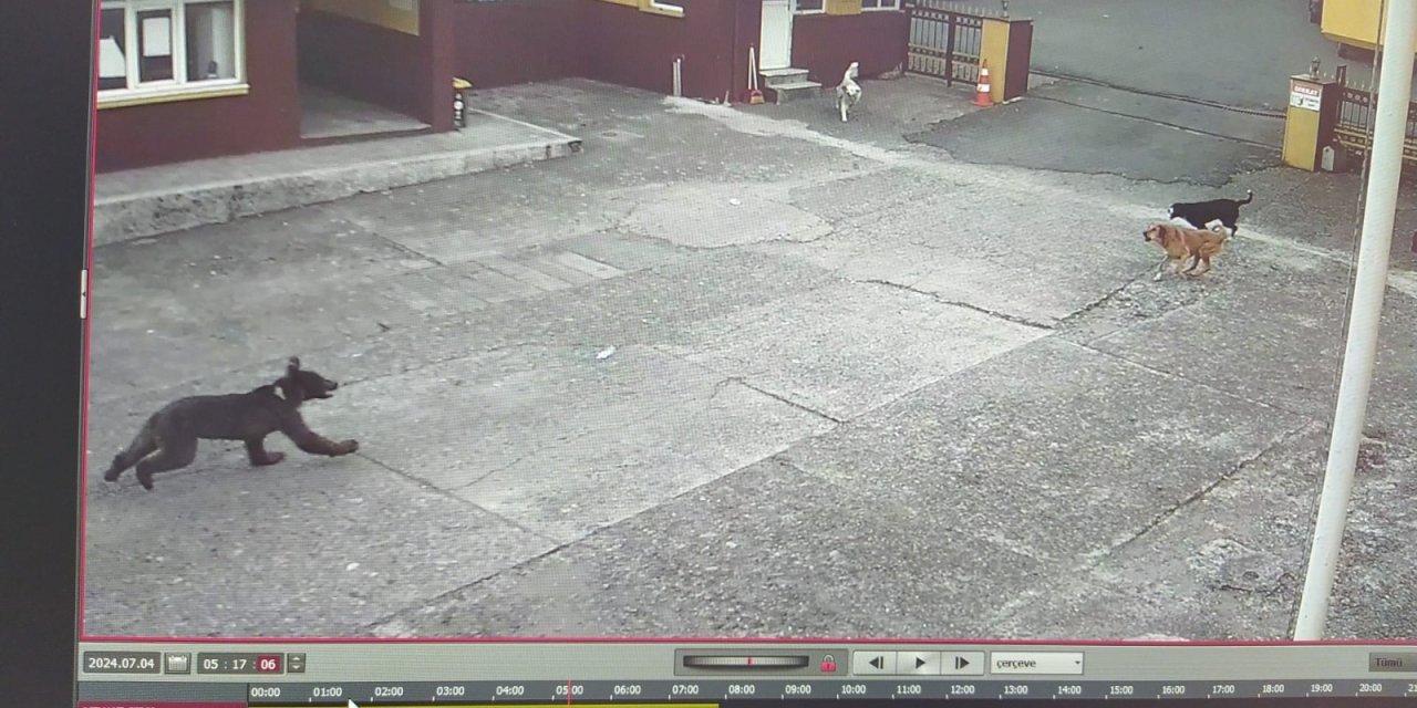 Çay fabrikası bahçesine yavru ayı girdi