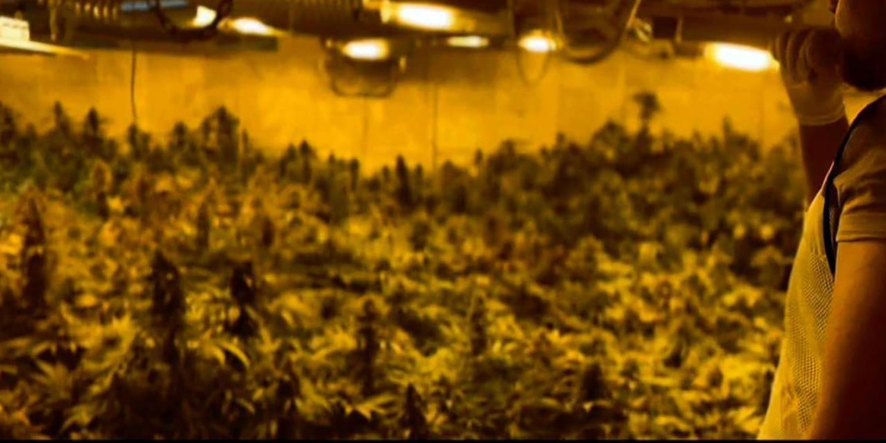 Tekirdağ'da 1973 kök skunk ve 16 kilo esrar ele geçirildi