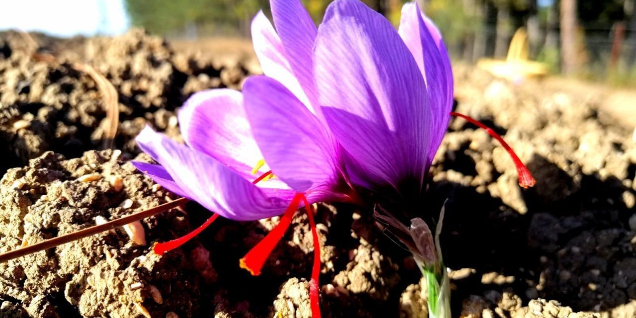 Hasat sonrası kilosu 600 bin TL'den gidiyor... Üretenler çok iyi para kazanıyor