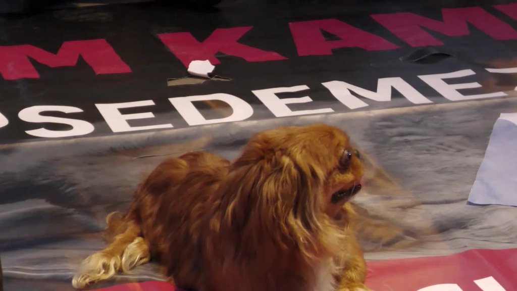 İzmir'de sokak hayvanlarıyla ilgili yasa teklifine karşı hayvanseverler oturma eylemi yaptı