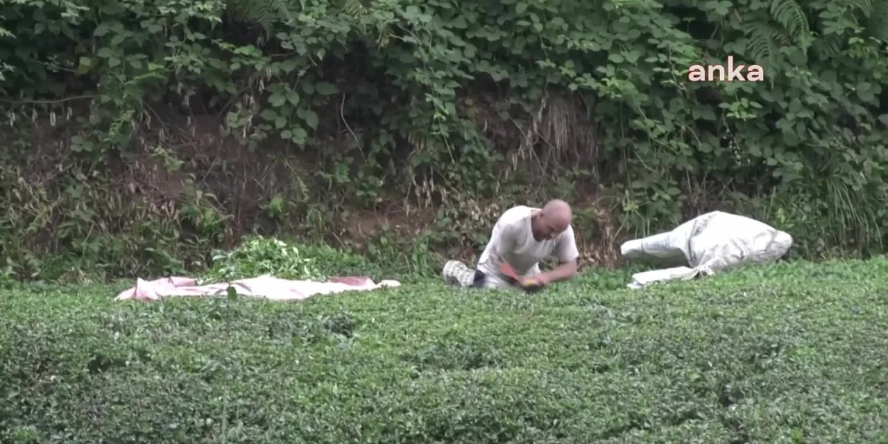 Emek Partisi'nden kota açıklaması: ÇAYKUR üreticiyi özele mahkum etti