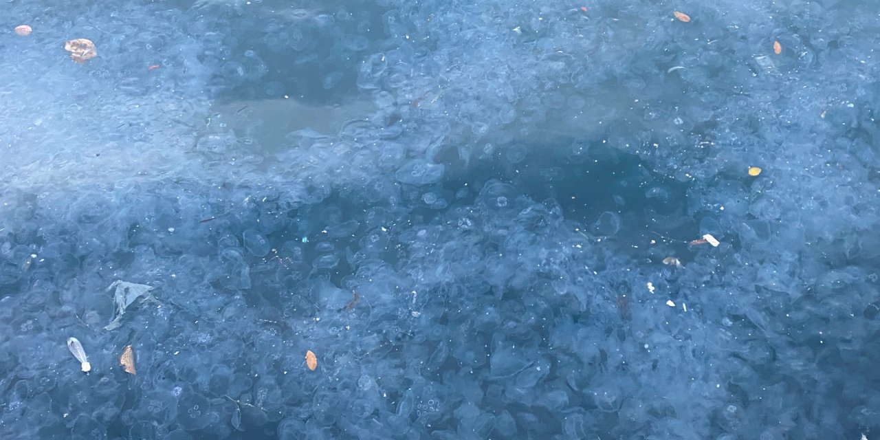 Üsküdar'da binlerce denizanası kıyıya vurdu
