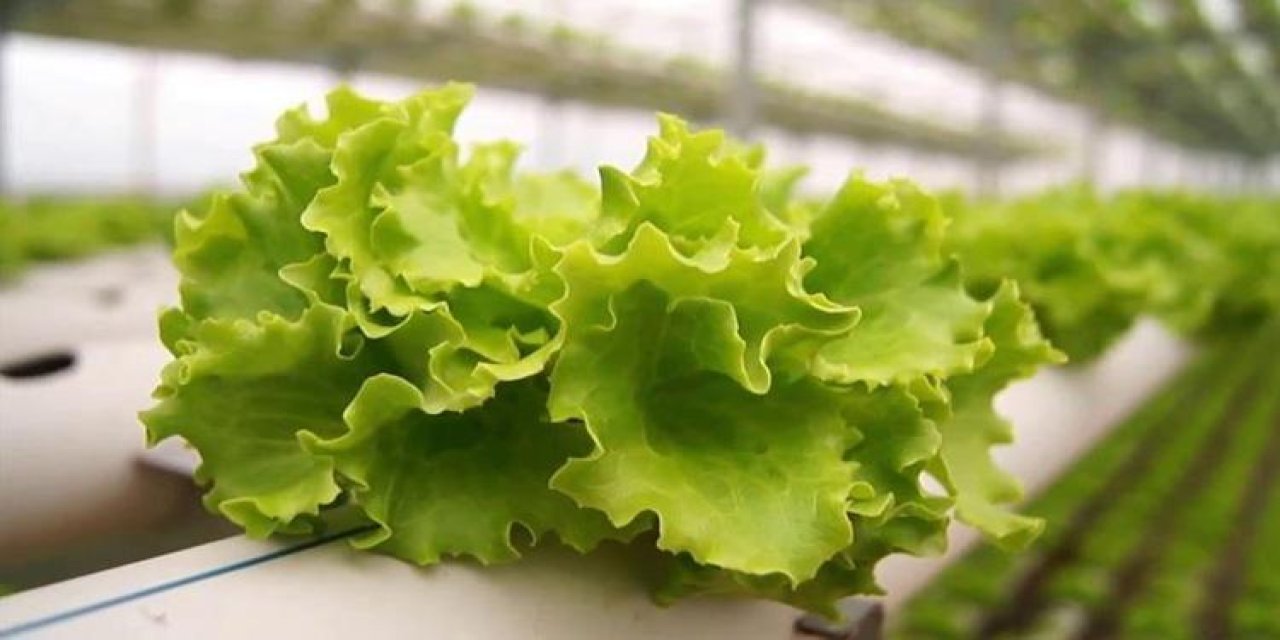 Yeşillikleri temizlemenin en doğru yolu. Tüm şeflerin denediği 3 adım