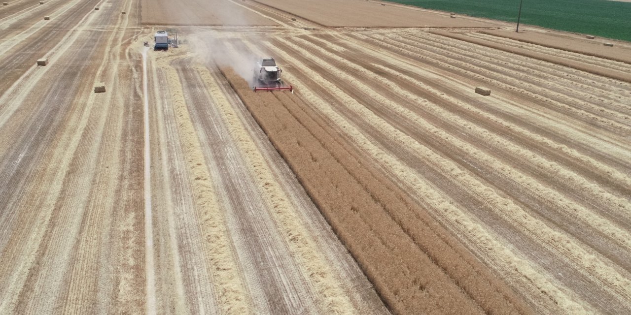 Zamansız yağışlar erken hasada neden oldu; ürün kalitesi düştü