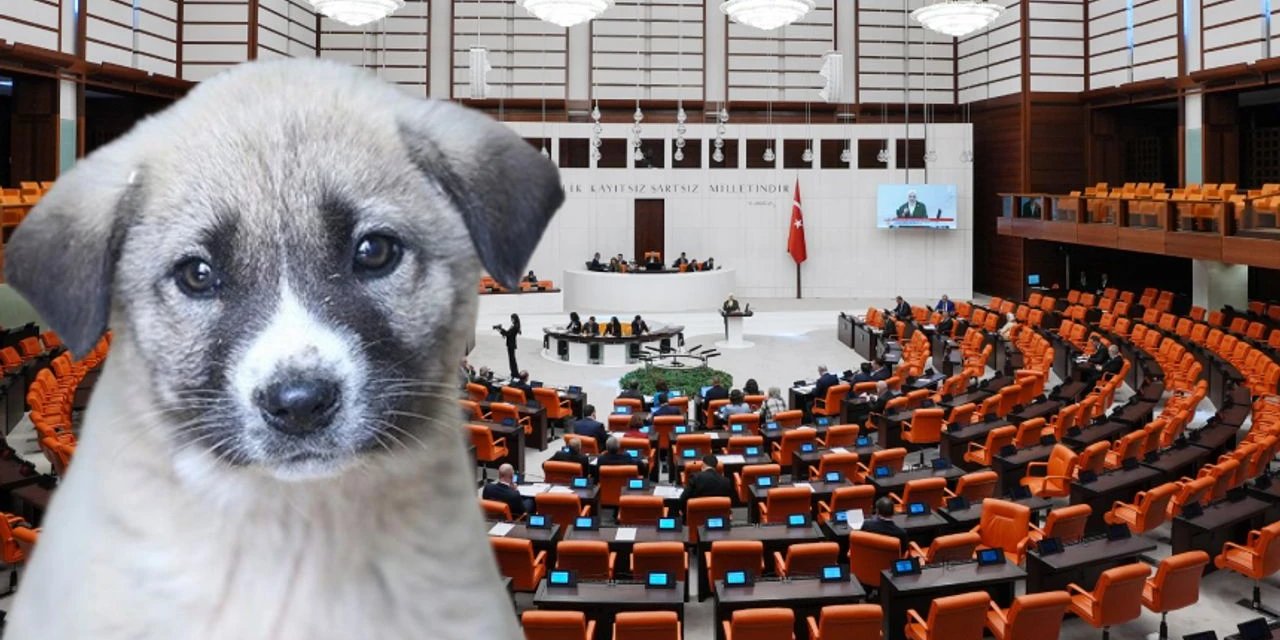 'Sokak köpeklerini katletme' yasası Meclis'ten 49 oy farkla geçti, 92 milletvekili oylamaya katılmadı