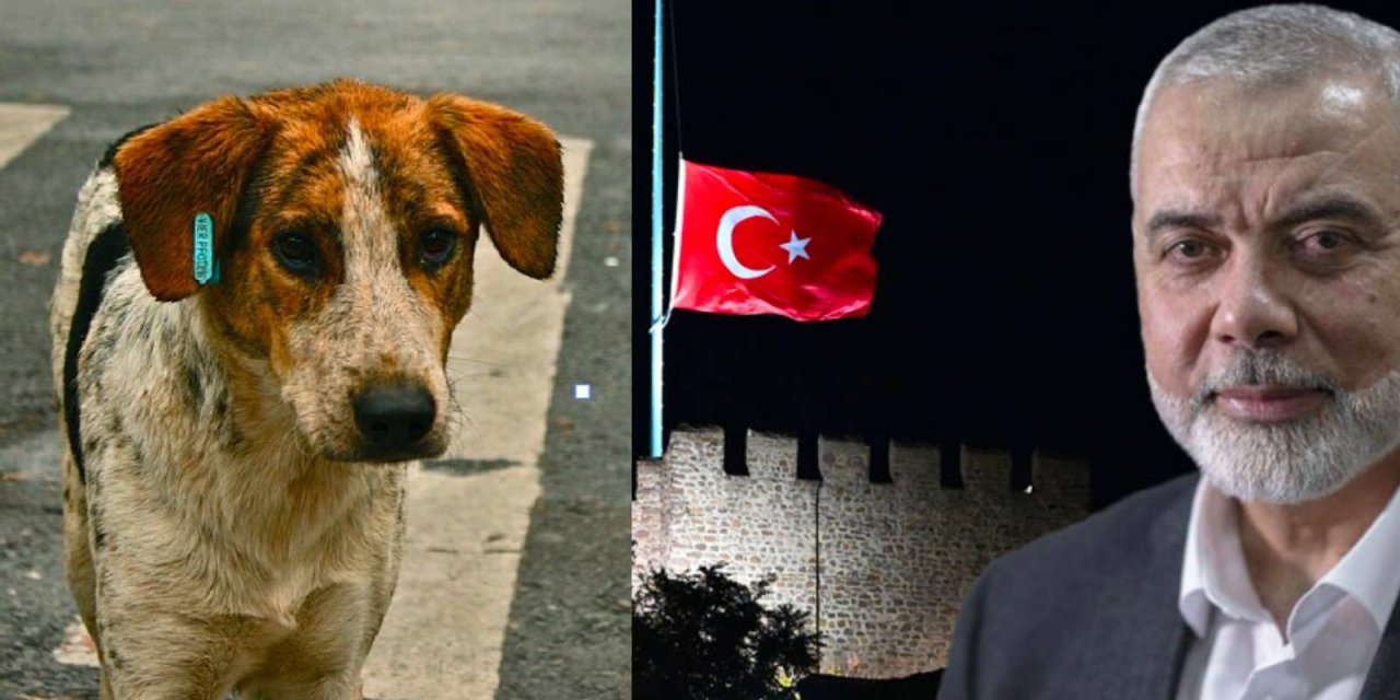 Ertuğrul Özkök: Son anket; Haniye için bayrağı yarıya indirmek, sokak hayvanlarını öldürmek AKP’ye yaramadı