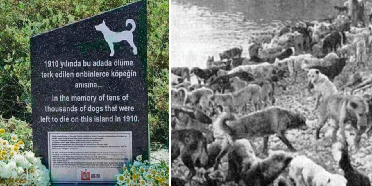 Ertuğrul Özkök: Ey o kanuna oy veren AKP'liler, bu mazlum köpekler anıtının üzerinde yazanı iyi okuyun