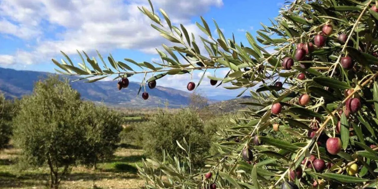 Domates krizi sürerken zeytin uyarısı: İhracat yasağını kaldırın
