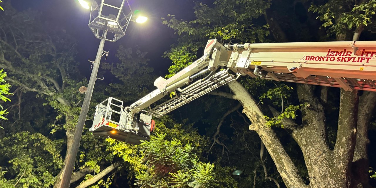 121 yıllık ağacın dalları kahvedekilerin üzerine düştü: 9 yaralı