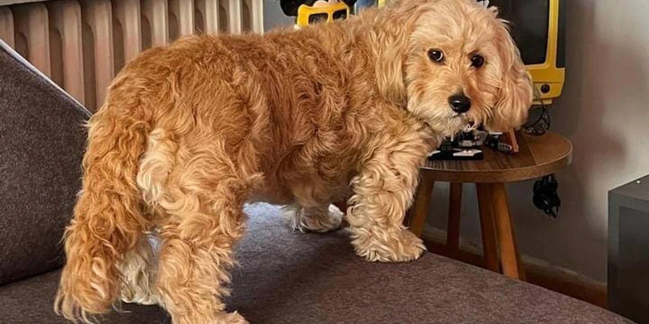 Site şikayet etti, mahkeme karar verdi, sahipli köpek barınağa gidiyor