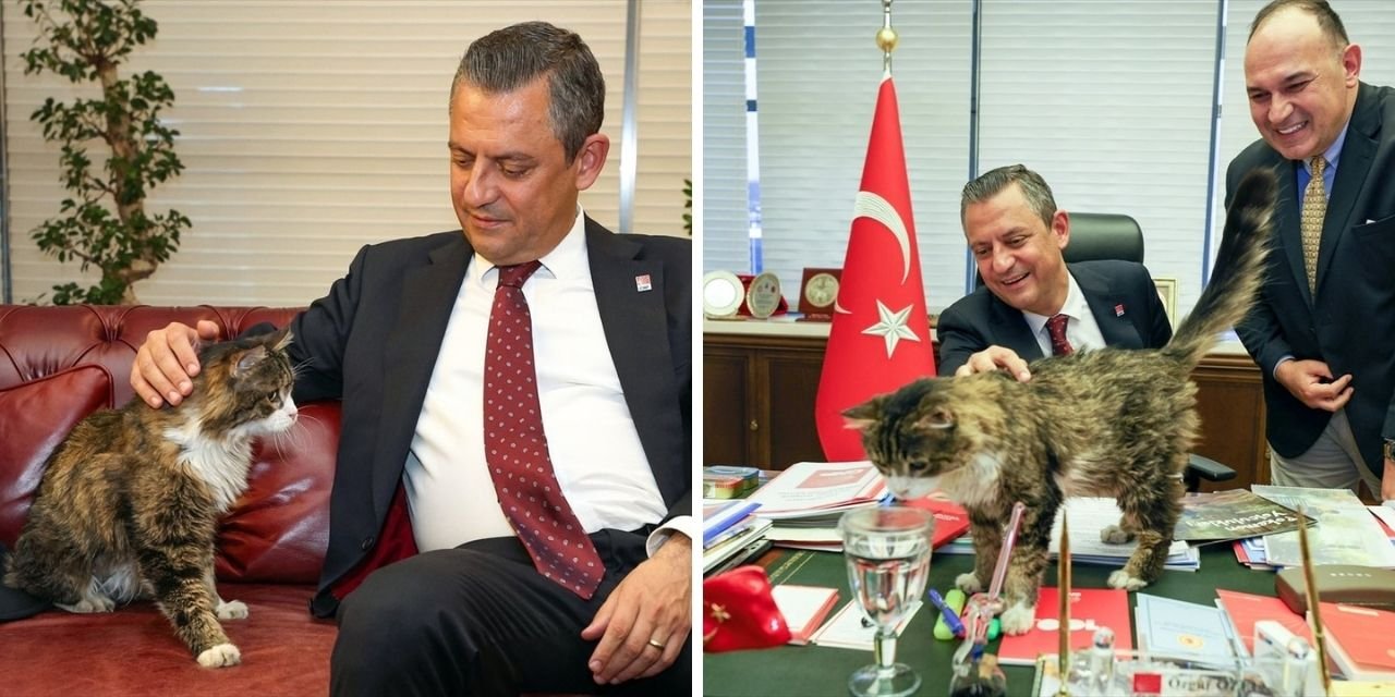 CHP'nin kedisi Şero hayatını kaybetti