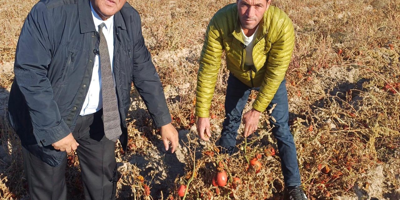 CHP’li Vekil Fethi Gürer: “Boz toprak kırmızıya çaldı. Domates tarlada kaldı”