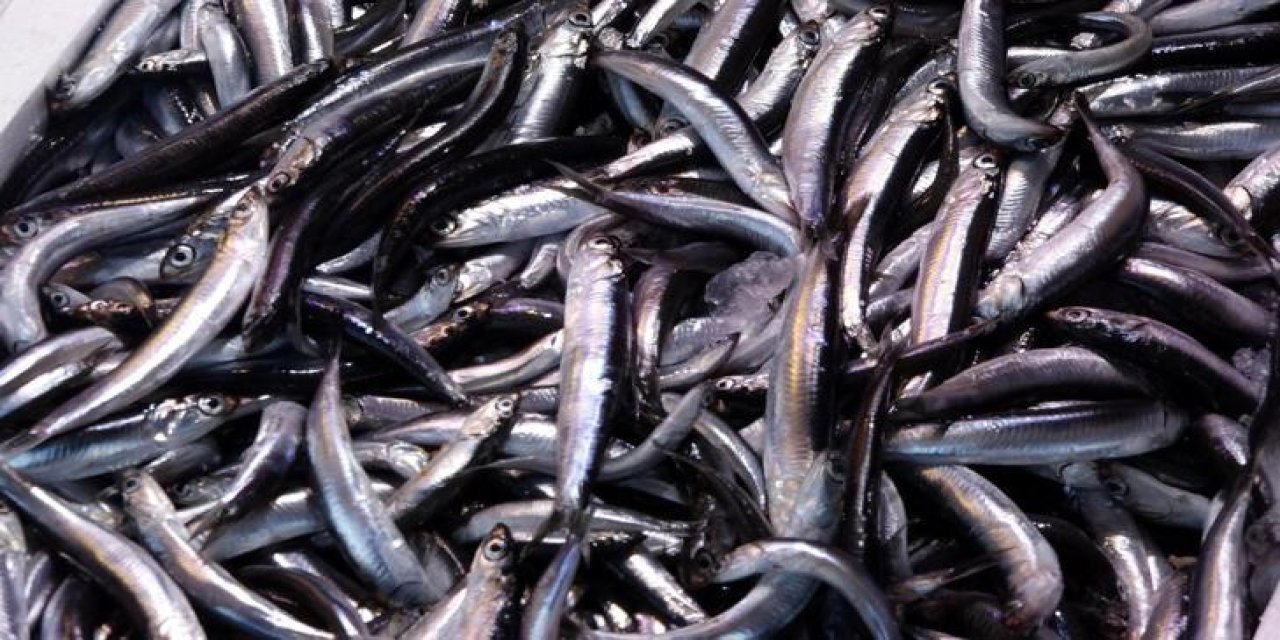 Kasım ayında mutlaka tüketilmesi gereken balıklar!