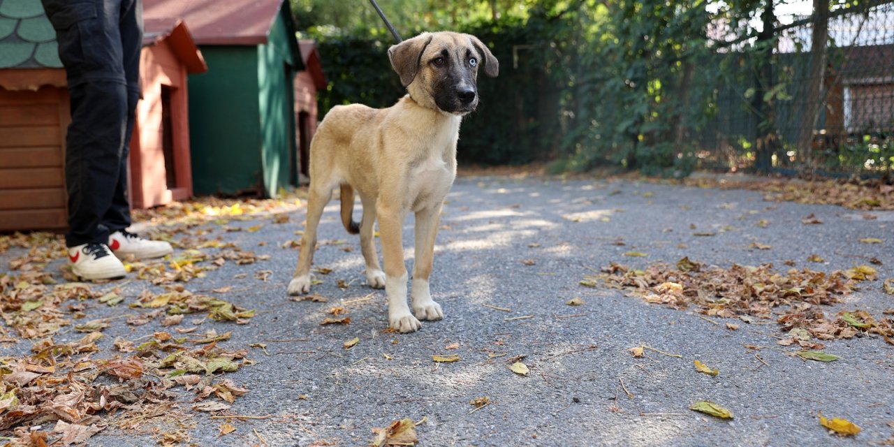 Ataşehir’de 7 Ayda 7 Bine Yakın Hayvan Tedavi Edildi