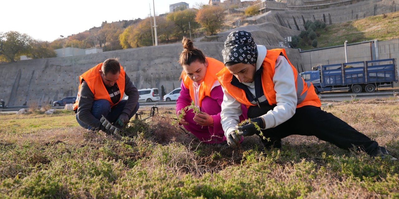 Kuraklığa karşı İzmir’in yeşil örtüsünde dönüşüm