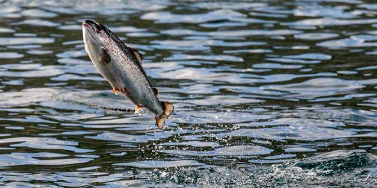 Balıkta büyük tehlike! Türkiye’deki birçok ilde de çokça satılıyor