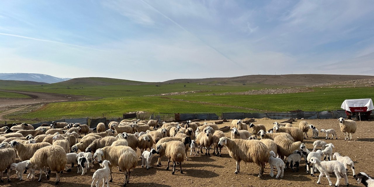 114 hayvanın öldüğü ilçe, 30 gün karantinaya alındı
