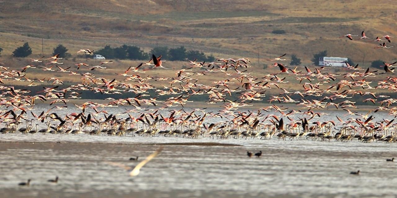 İklim krizi flamingoları Van'da bıraktı: Jandarma nöbet tutuyor
