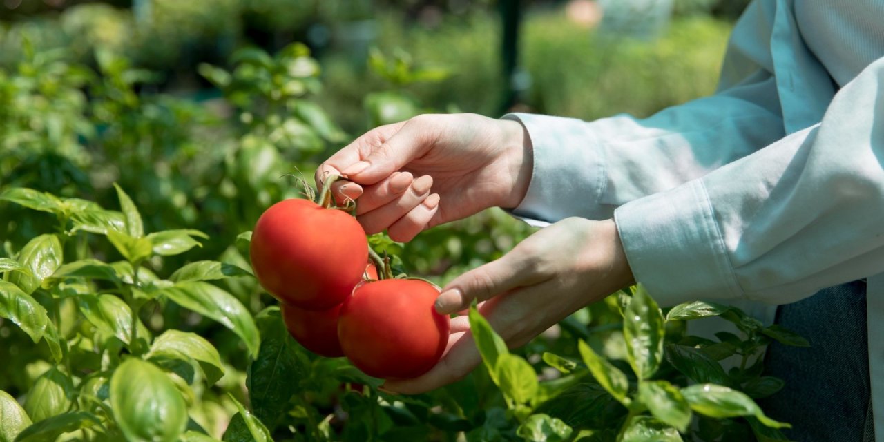 Ataşehir İkinci Kent Bostanına Kavuşuyor