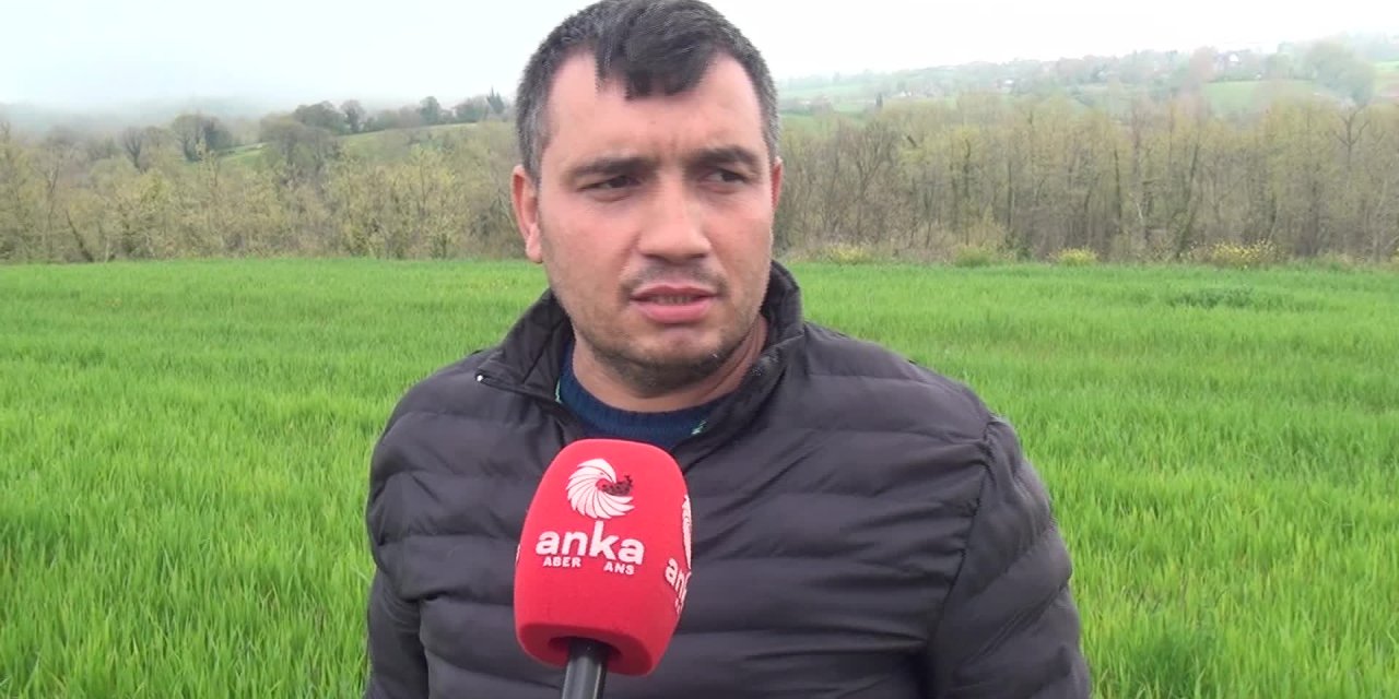 Sinop’ta arazisinde 31 bin 265 kök kenevir bitkisi ele geçirilen yurttaş: "Geçen yıl dökülen tohumlar büyüdü. Haberlerden rencide olduk"