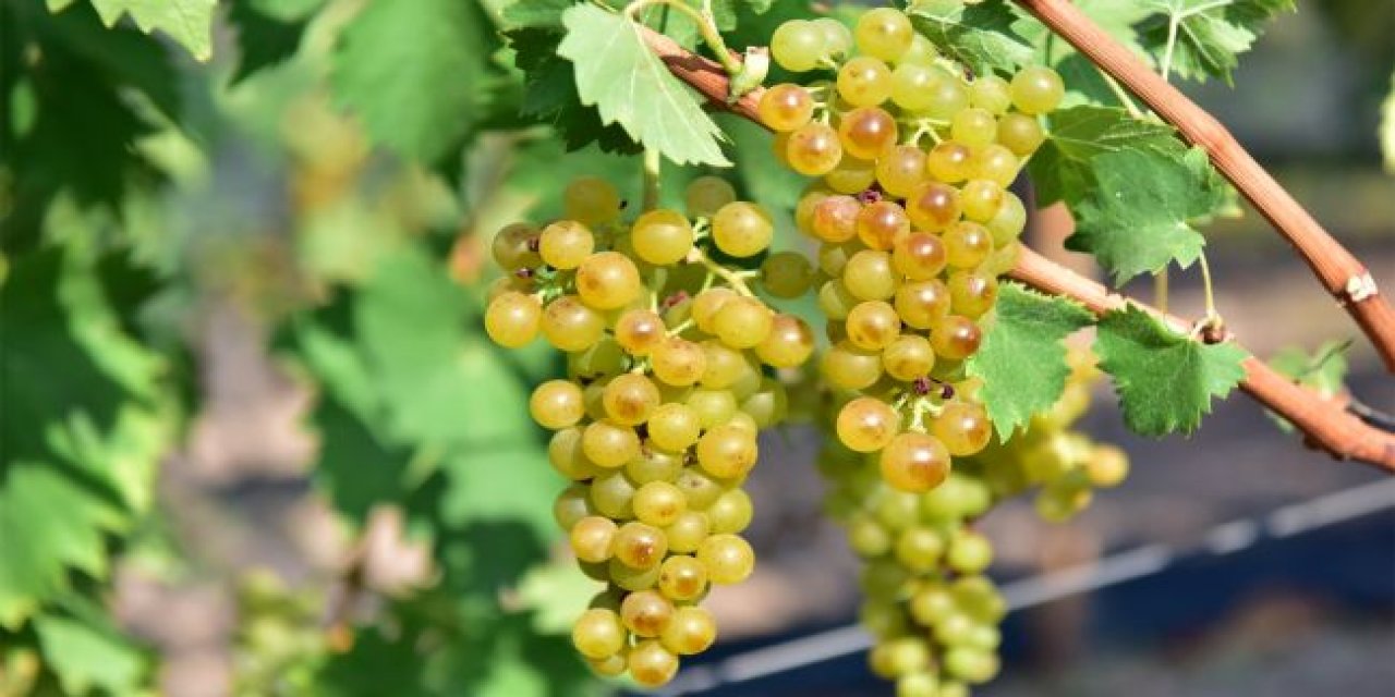 Bilim insanları resmen açıkladı... Misket üzüm koronaya şifa çıktı!