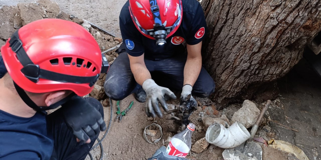 İzmir İtfaiyesi havalandırma bacasına sıkışan kediyi kurtardı