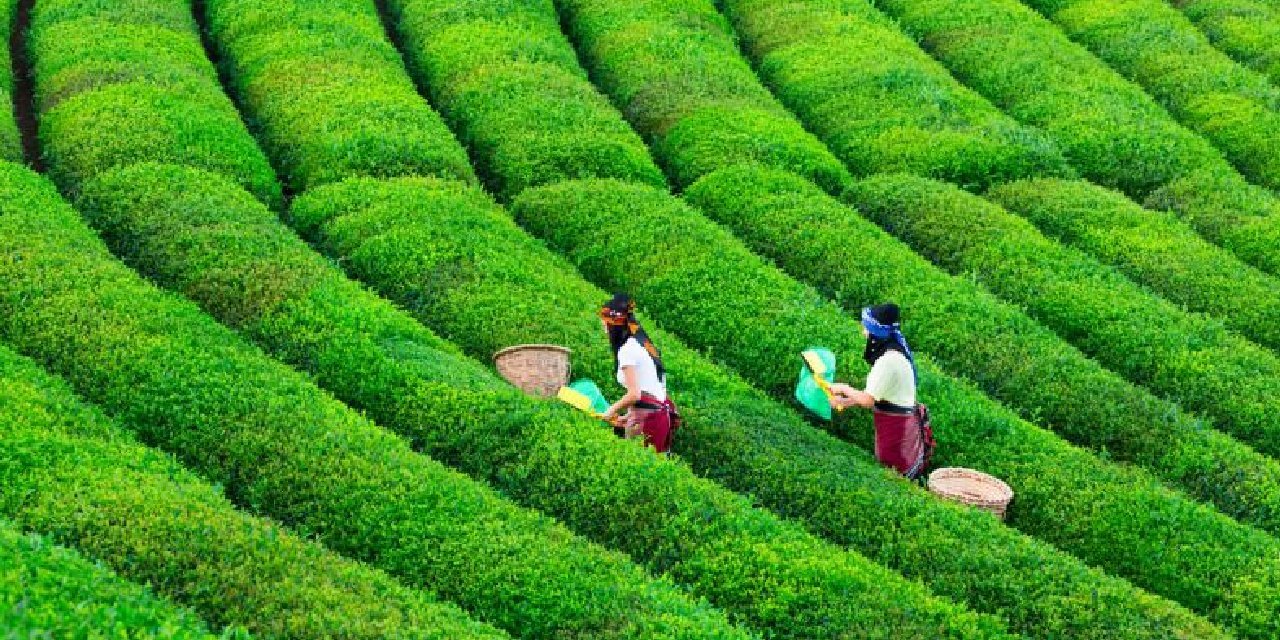 Üreticinin beklentisinden çok uzak: Yıllarca Erdoğan'ın açıkladığı çay fiyatını Bakanlık açıkladı
