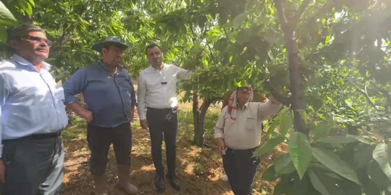 Kiraz üreticisi CHP’li Başevirgen'e dert yandı: "Bir ağaçtan 25-30 kilo ürün alınıyordu, şimdi 1 kilo bile yok"