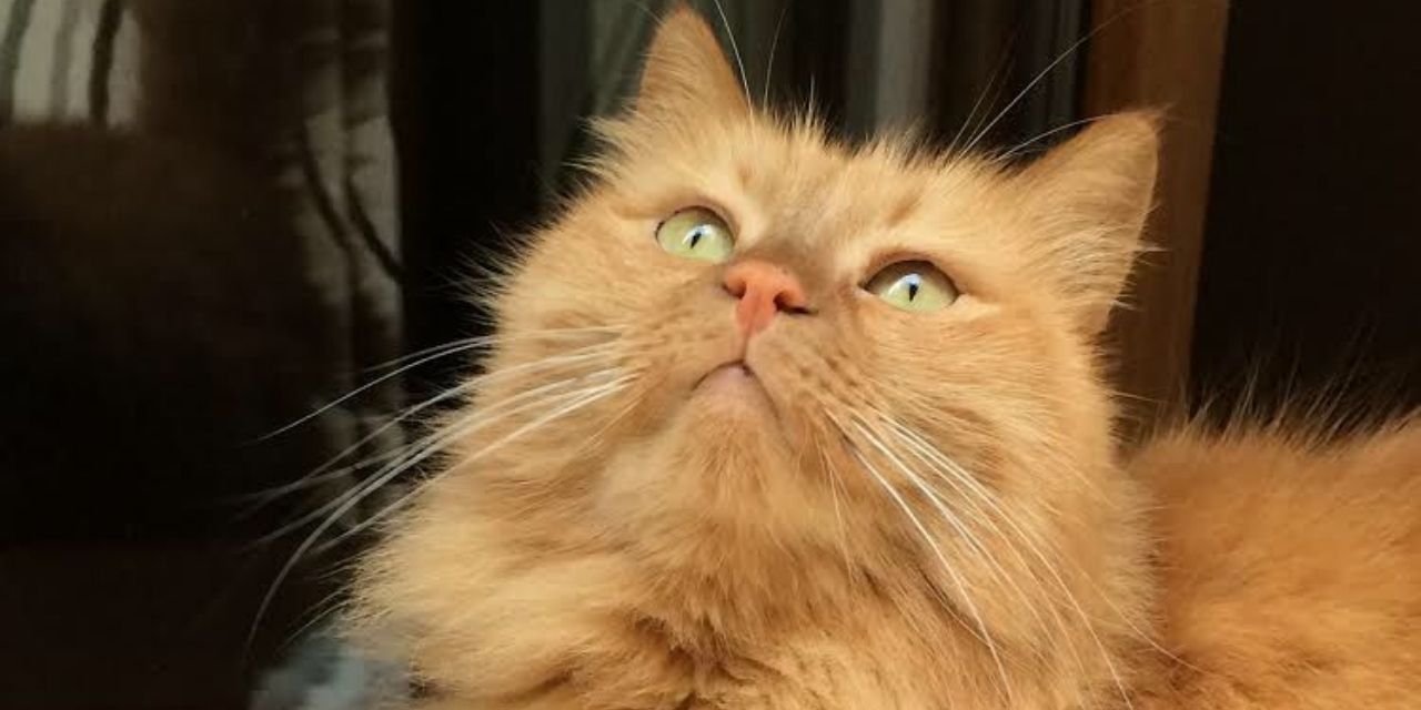 Garfield'dan Çizmeli Kedi'ye: Sarman kedilerin gizemi çözüldü