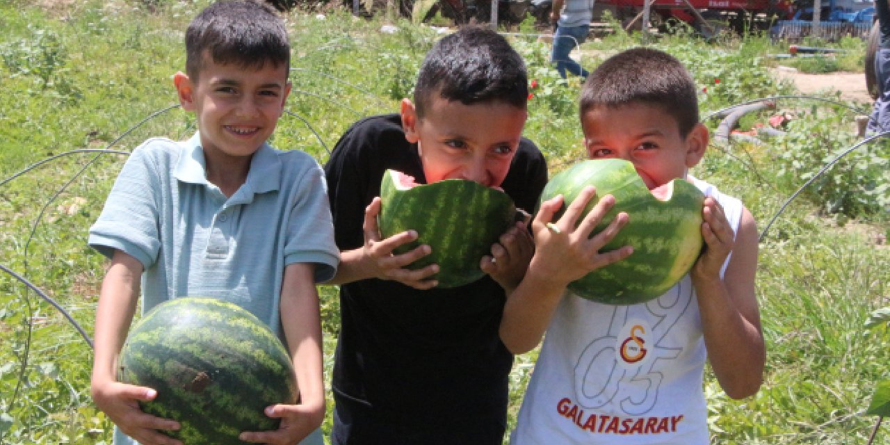 Adana'da karpuz hasadı başladı: Tarlada kilosu 7 TL; bu sene rekolte düşük