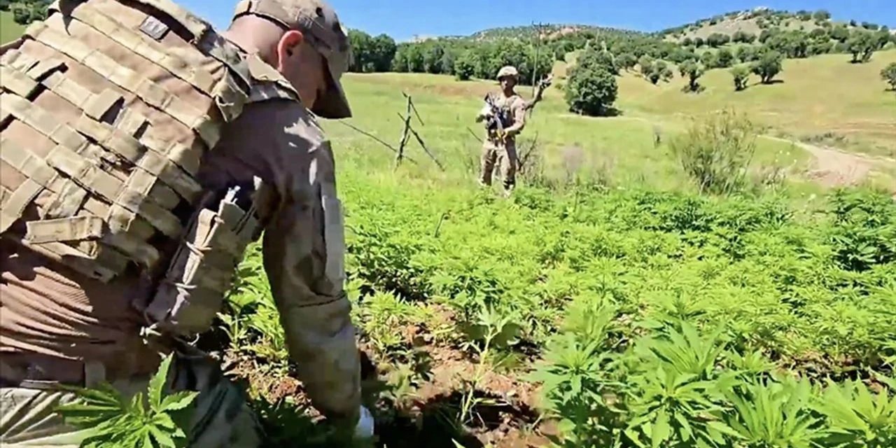 Diyarbakır'da dev uyuşturucu operasyonu! 7,5 milyon kök kenevir ve skunk ele geçirildi