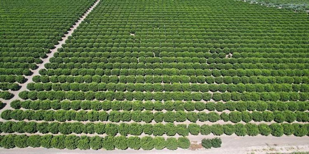 Tarlada 6 Lira, Markette 40 Lira: Herkesin sofrasına gelen üründe hasat başladı