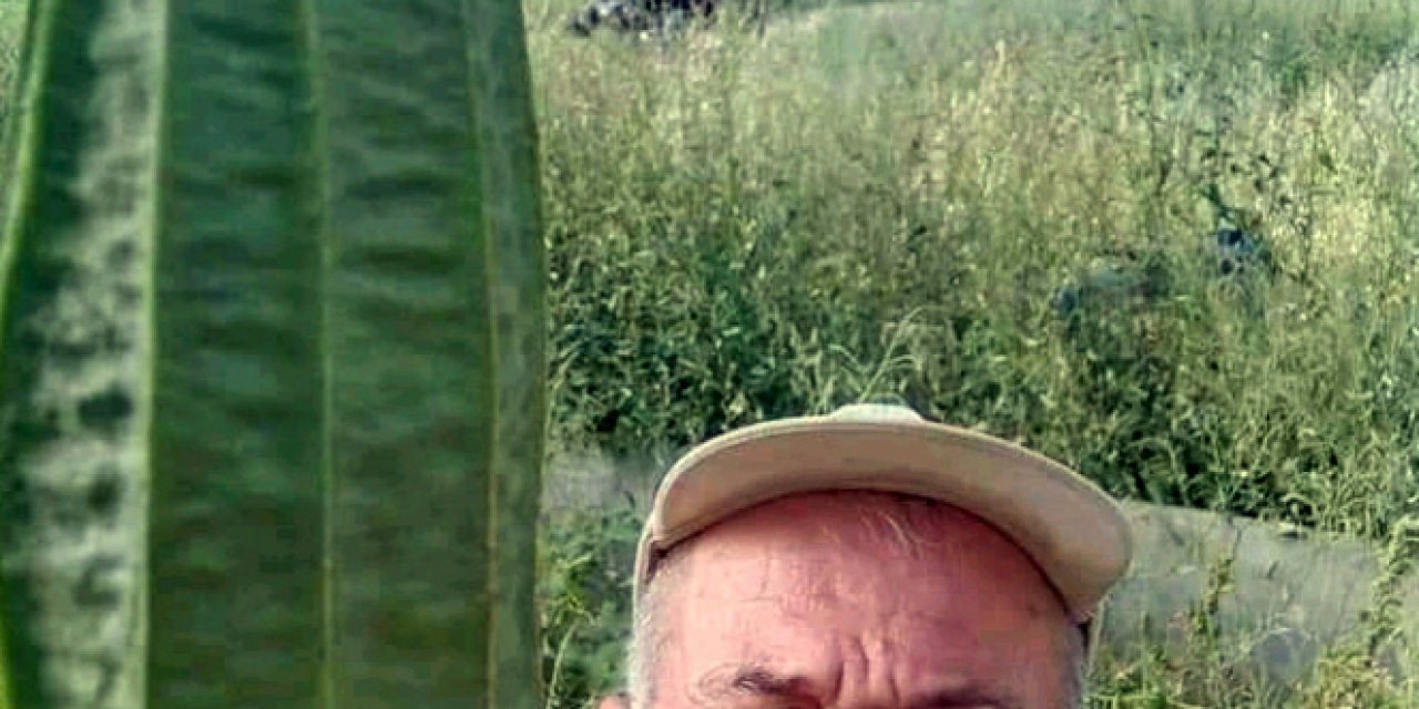 Beypazarılı çiftçi, tarlasında 'tropikal bamya' yetiştirdi